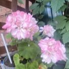 Отзыв про Пеларгония Rose of Amsterdam от Juliya