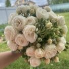 Отзыв про Роза Артемис