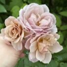 Отзыв про Роза Йоли от Татьяна, ярославль