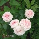 Отзыв про Роза Олеся от Наталья