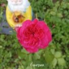 Отзыв про Роза Сангрия
