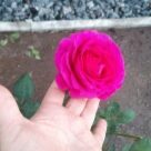 Отзыв про Роза Шакира
