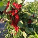 Отзыв про Смородина Мулка от Марина, Орловская область