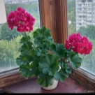 Отзыв про Пеларгония PАС Flower Fairy Velvet от Наталья. Москва