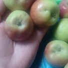 Отзыв про Яблоня Красуля от Мирабелла-Эммилия
