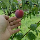 Отзыв про Алыча Кубанская комета