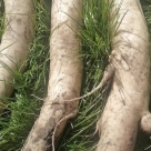 Отзыв про Дайкон Клык слона от Елена, г. Новосибирск