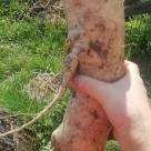 Отзыв про Дайкон Клык слона от Елена, г. Новосибирск