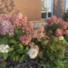 Отзыв про Гортензия Би Свит от Наталия Медведева, Московская область