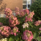 Отзыв про Гортензия Би Свит от Наталия Медведева, Московская область