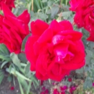 Отзыв про Роза Амадеус