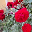 Отзыв про Роза Амадеус