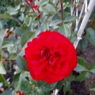 Отзыв про Роза Амадеус