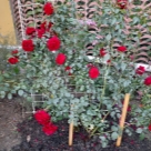 Отзыв про Роза Амадеус