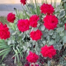 Отзыв про Роза Амадеус