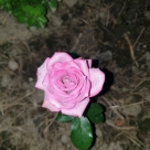 Отзыв про Роза Билона