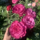 Отзыв про Роза Блю Вандер от Ася. Московская область