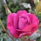 Отзыв про Роза Блю Вандер от Ася. Московская область