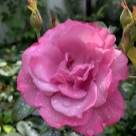 Отзыв про Роза Блю Вандер от Ася. Московская область