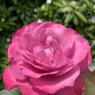 Отзыв про Роза Блю Вандер от Ася. Московская область