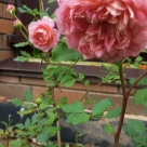 Отзыв про Роза Джубили Селебрейшн