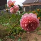 Отзыв про Роза Джубили Селебрейшн