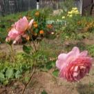 Отзыв про Роза Джубили Селебрейшн