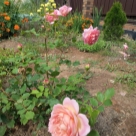 Отзыв про Роза Джубили Селебрейшн