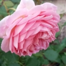 Отзыв про Роза Джубили Селебрейшн