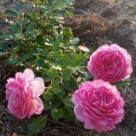 Отзыв про Роза Джубили Селебрейшн