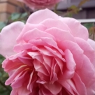 Отзыв про Роза Джубили Селебрейшн