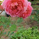 Отзыв про Роза Джубили Селебрейшн