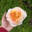 Отзыв про Роза Каралуна