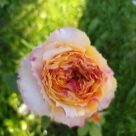 Отзыв про Роза Каралуна