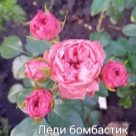 Отзыв про Роза Леди Бомбастик от Ариша, СФО