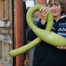 Отзыв про Тыква Тромбон от Инна, г. Тюмень