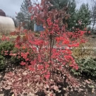 Отзыв про Бересклет Ред Каскад (европейский) от Елена, Ленинградская область