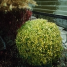 Отзыв про Бирючина Ауреа (золотистая, Ауреум, Aurea) от Луиза. Татарстан