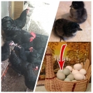 Отзыв про Куры Синь Синь Дянь