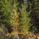 Отзыв про Лиственница Сукачева от Kirill. Finland. Etelä Savo.