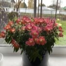 Отзыв про Львиный зев (Антирринум) Антик F1 Оранж Биколор от Екатерина, с. Молчаново, Томская область