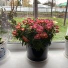 Отзыв про Львиный зев (Антирринум) Антик F1 Оранж Биколор от Екатерина, с. Молчаново, Томская область