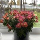 Отзыв про Львиный зев (Антирринум) Антик F1 Оранж Биколор от Екатерина, с. Молчаново, Томская область