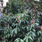 Отзыв про Персик Гринсборо