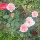 Отзыв про Роза Афродита