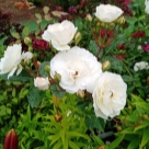 Отзыв про Роза Айсберг