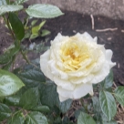 Отзыв про Роза Айвори Ив Пьяже от Наталья, Самара.