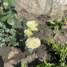 Отзыв про Роза Айвори Ив Пьяже от Наталья, Самара.