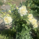 Отзыв про Роза Айвори Ив Пьяже от Наталья, Самара.