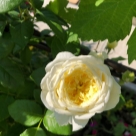 Отзыв про Роза Амнести Интернешнл от Татьяна